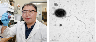 Professor Choi Hyeok-jae Discovers ‘New Marine Microorganism’ that Produces Useful Antibiotics