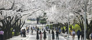 Spring of Yeungnam University